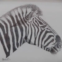 zebra