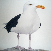 seagul edit.jpg